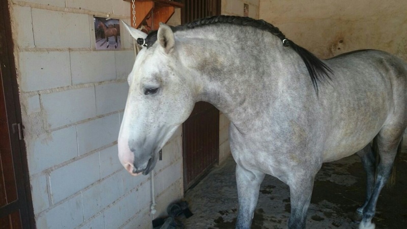 Caballos Enteros Lusitano - Potro Lusitano entero