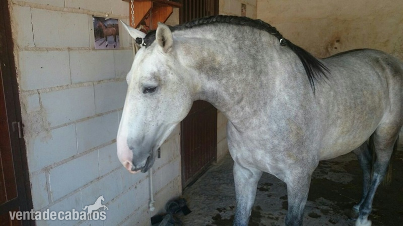 Caballos Enteros Lusitano - Potro Lusitano entero
