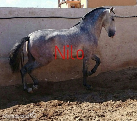 Potro Lusitano entero in 