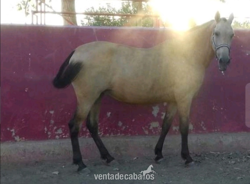 Yeguas Pura Raza Española - YEGUA BAYA PRR