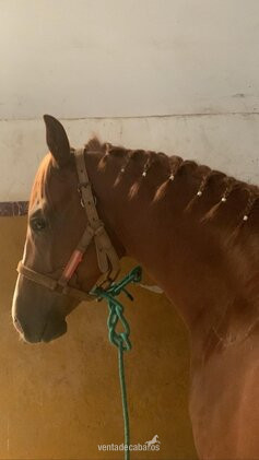 Caballos Capados EMPTY - Potro CDE extraordinario
