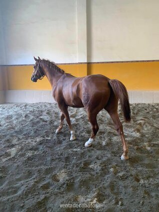 Potro CDE extraordinario - Caballos Capados EMPTY
