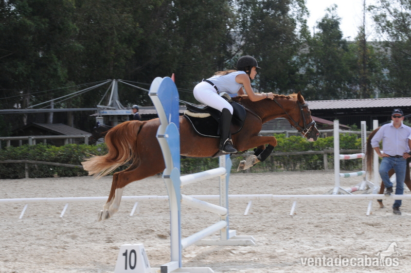 DARIUS, PONI C (VENDIDO) in 