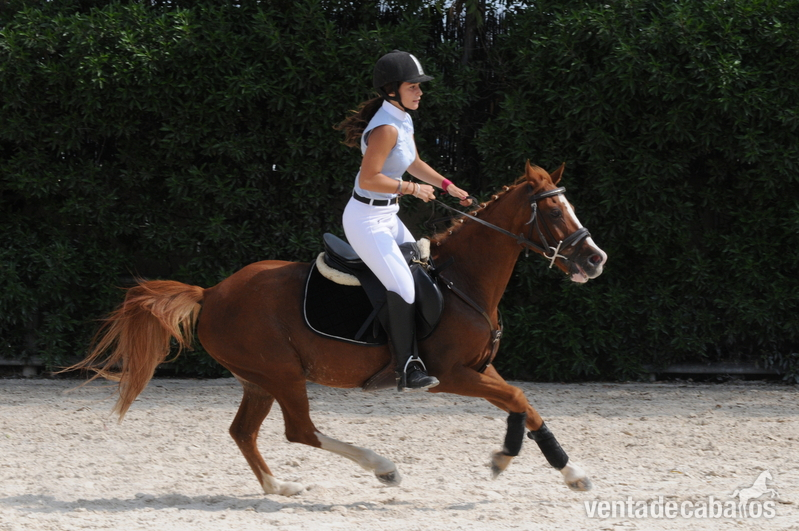 Poni Welsh