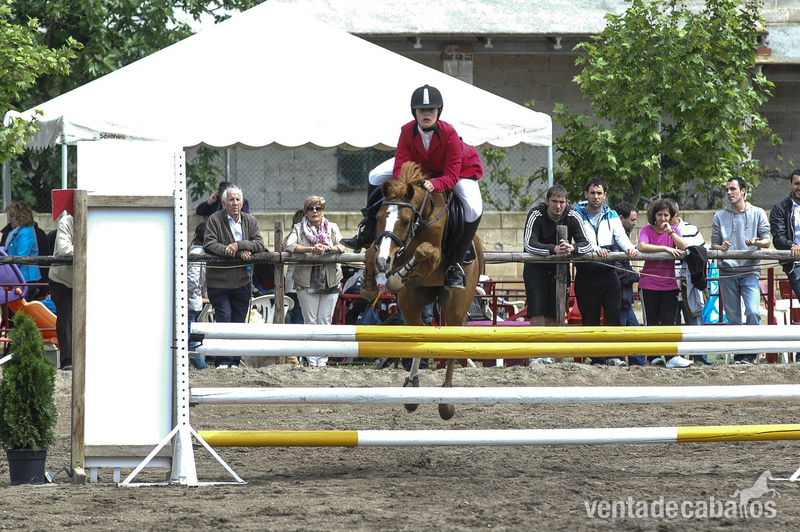 Poni Welsh {TYPE}