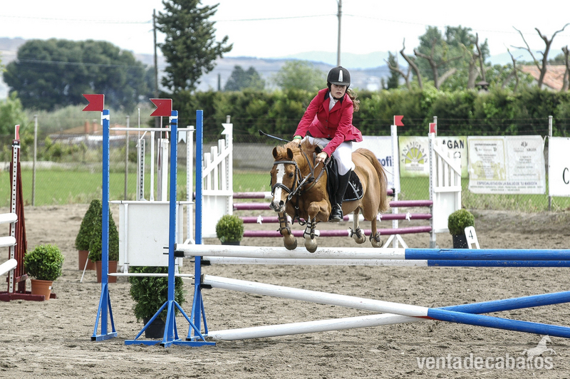 Ponis Pony Club Poni Welsh - DARIUS, PONI C (VENDIDO)
