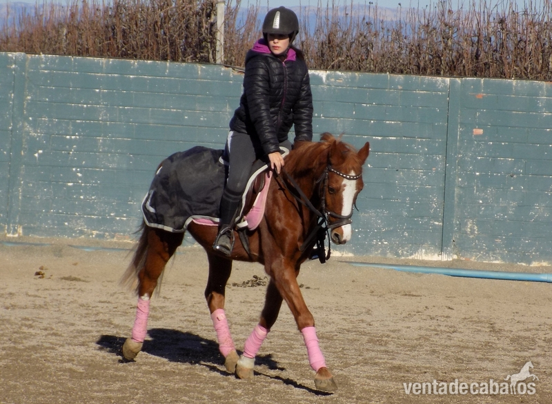 DARIUS, PONI C (VENDIDO) - Ponis Pony Club Poni Welsh