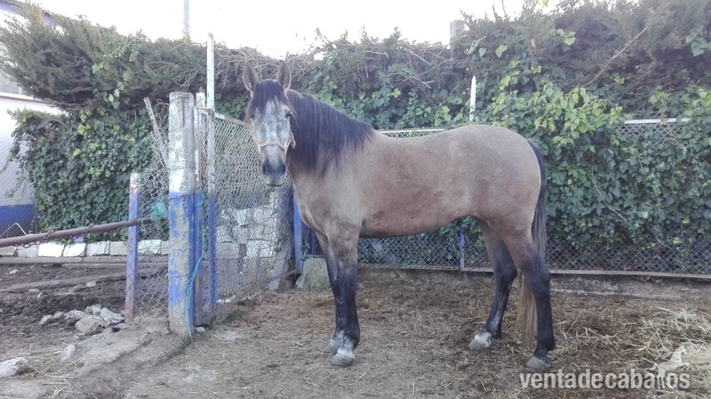 Se vende yegua pura raza española in 