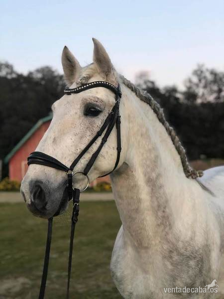 Caballos Enteros Pura Raza Española - MACHAQUITO I PRE