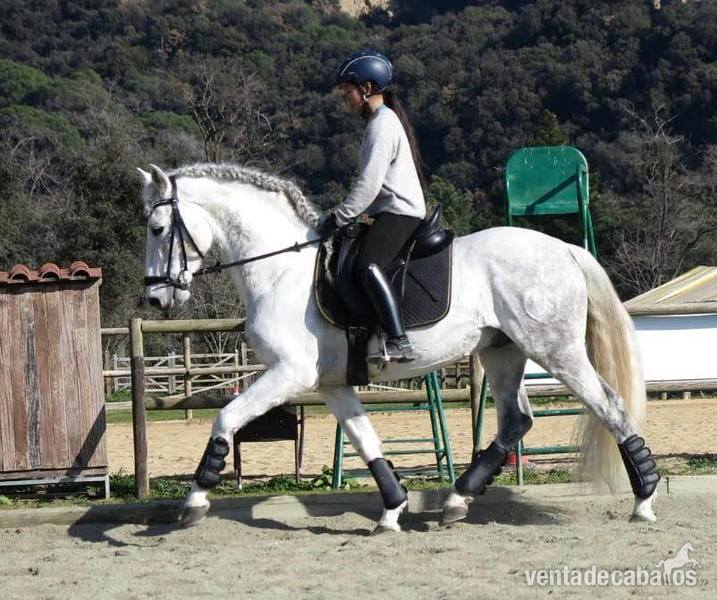 MACHAQUITO I PRE - Caballos Enteros Pura Raza Española
