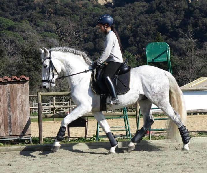 MACHAQUITO I PRE - Caballos Enteros Pura Raza Española