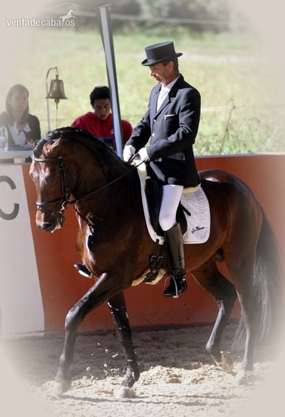 PRE CASTAÑO SAN  JORGE  - Caballos Pura Raza Española (P.R.E.) Pura Raza Española