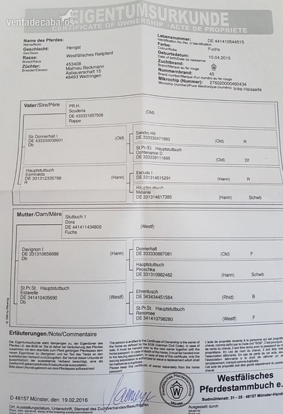 Potros Westfaliano  - Potro Westfaliano puro de 26 meses.
