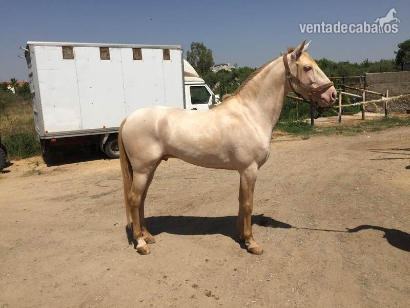 Espectacular potro Albino lusitano in 