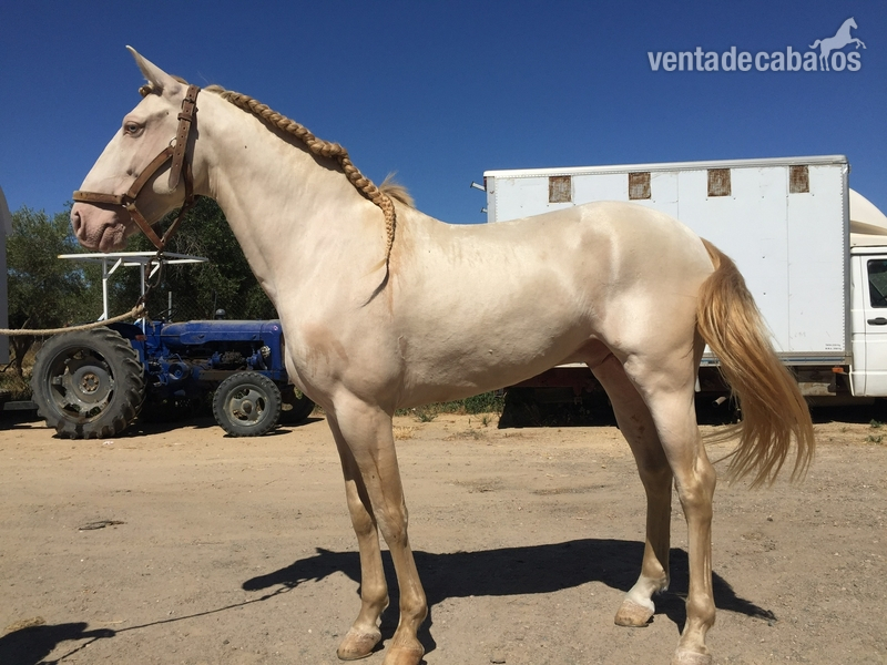 Lusitano