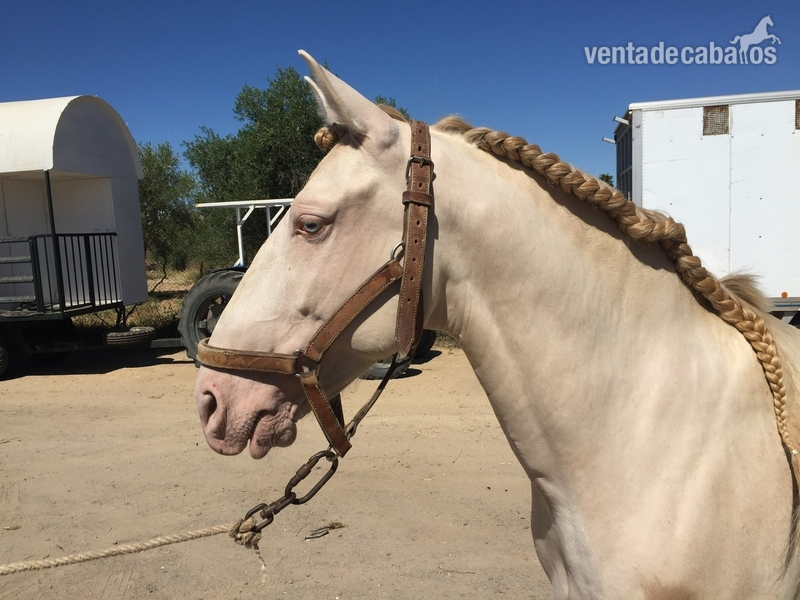 Lusitano {TYPE}