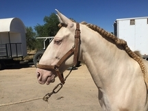 Espectacular potro Albino lusitano