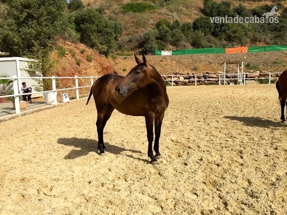 Pura Raza Española {TYPE}