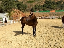 Potra P.R.E - AVENTURA MONTEMARINA