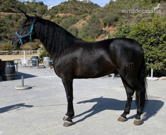 Caballo P. R. E negro 4 años in 