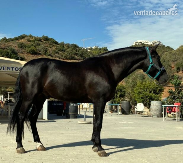 P.r.e