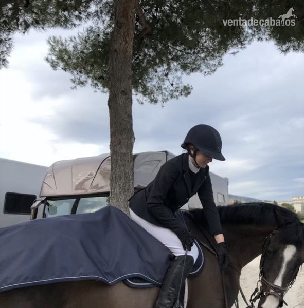 Caballo corriendo 115-120 sin faltas in 