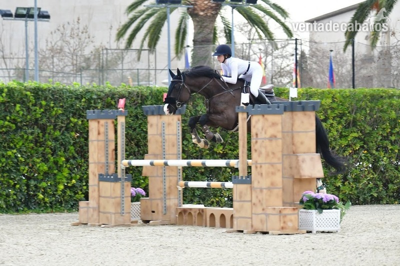 Caballo corriendo 115-120 sin faltas - Caballos Enteros Zanguersheide