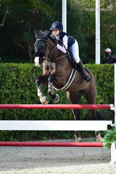 Caballo corriendo 115-120 sin faltas - Zanguersheide