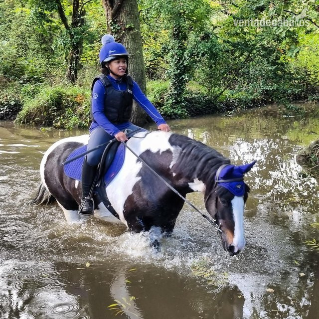 Venta de cabalgatas y establos - Hípicas y establos en venta in Maldrid