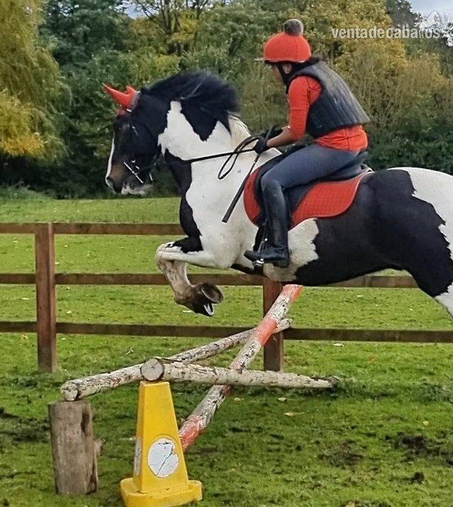Venta de cabalgatas y establos - Hípicas y establos en venta