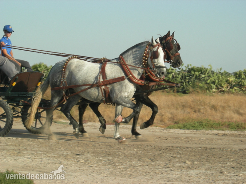 Caballos Pura Raza Española (P.R.E.) Pura Raza Española - YEGUAS Y POTRAS PRE