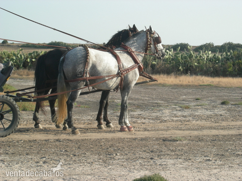 YEGUAS Y POTRAS PRE - Caballos Pura Raza Española (P.R.E.) Pura Raza Española