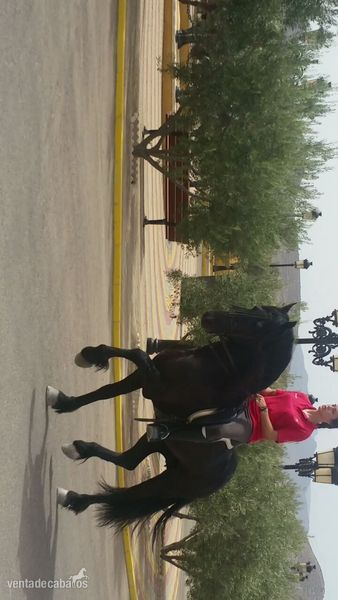 Caballo frisón entero in 