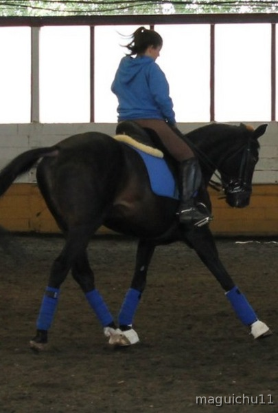 Urge caballo para todo in 