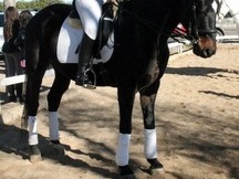 Urge caballo para todo