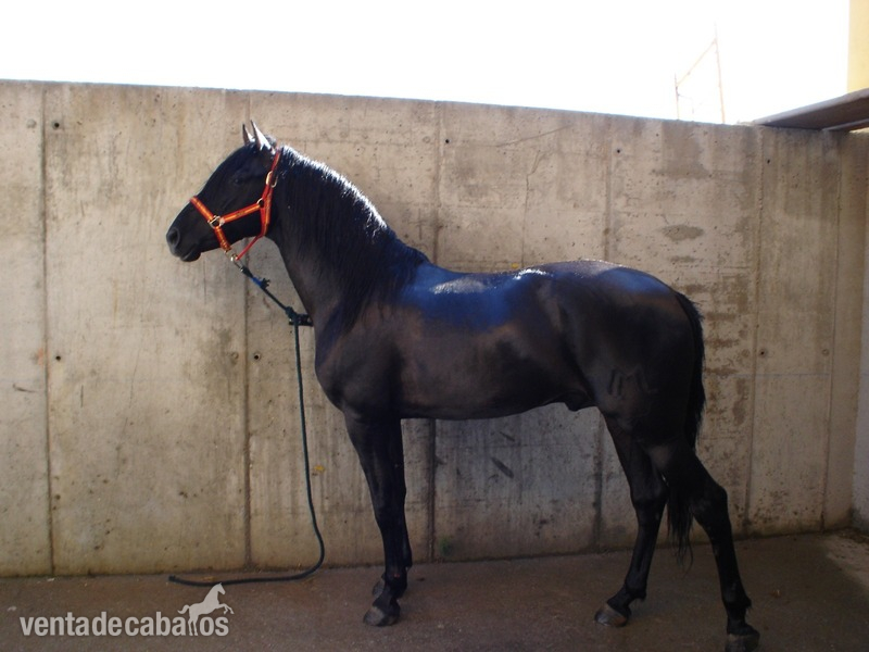 Se vende Caballo in 