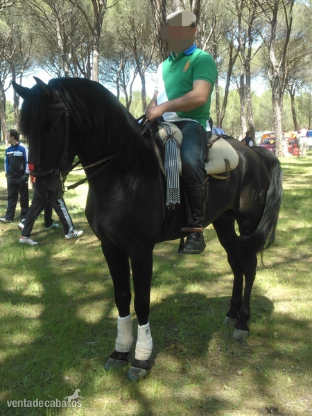 Pura Raza Española (pre)