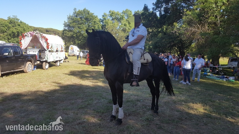 Caballos Pura Raza Española (P.R.E.) Pura Raza Española (pre) - Se vende Caballo