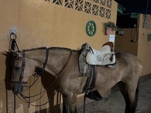 Se regala Yegua cruzada con pasaporte 