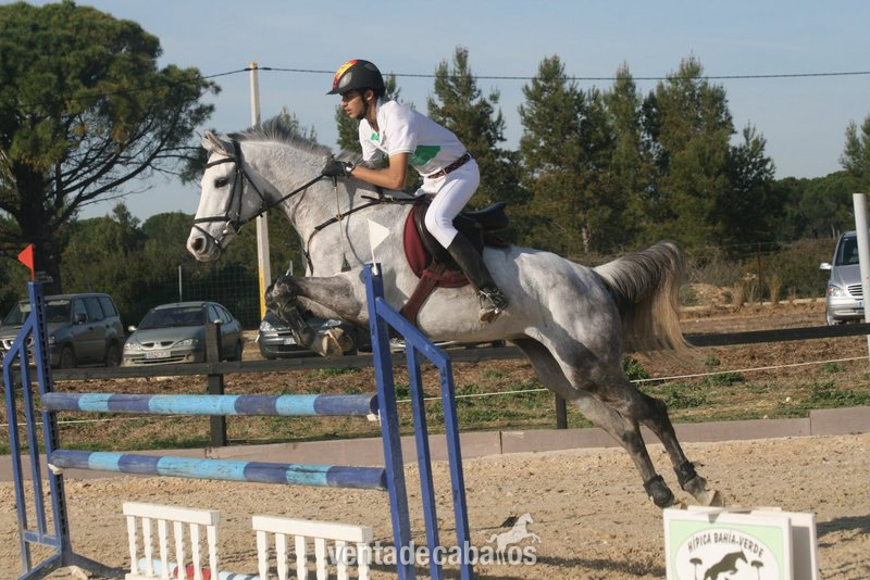 Excelente yegua campeona de españa de completo in 