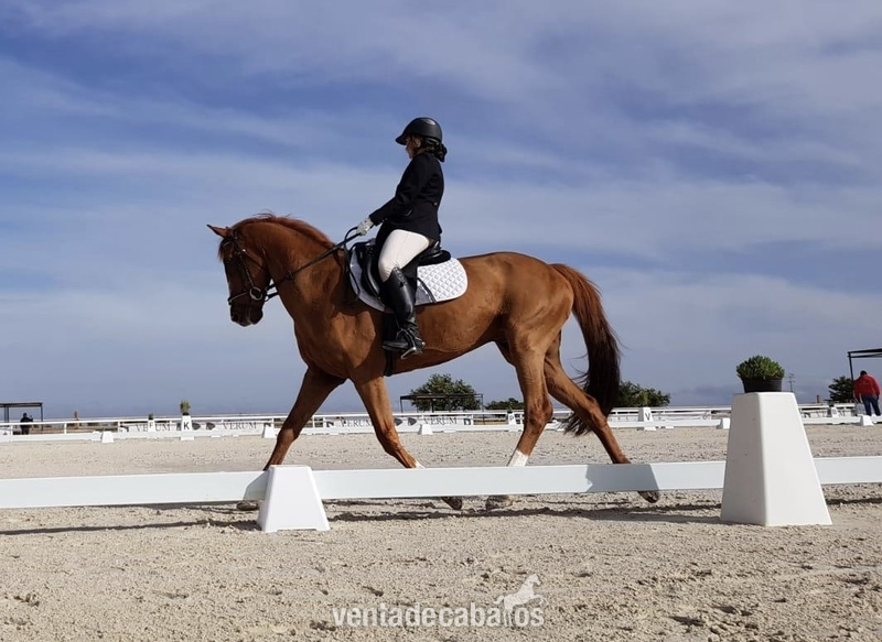 Se vende caballo CDE in 