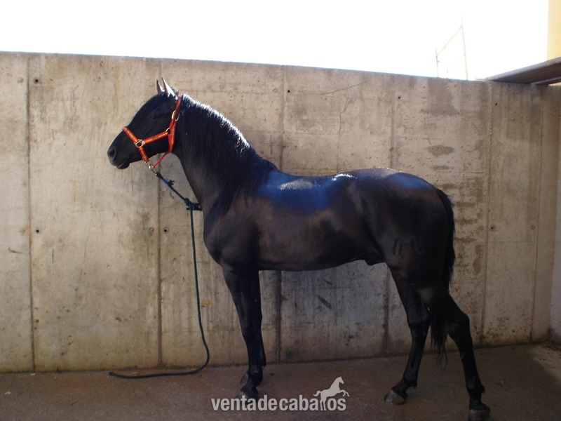 Se vende Caballo in 