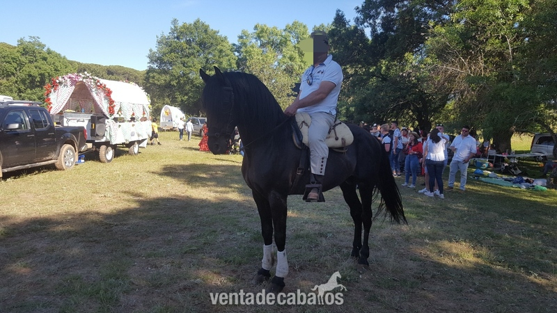 Caballos Pura Raza Española (P.R.E.) Pura Raza Española (pre) - Se vende Caballo