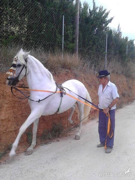 Dos caballos español es in 