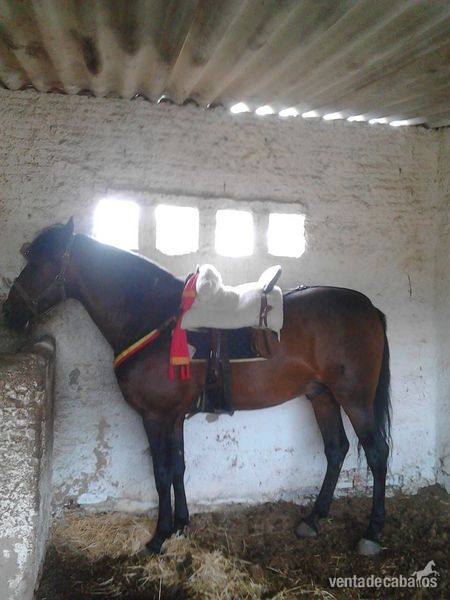 Abstang