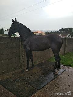 se vende potra negra pre in 