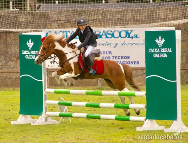 se vende pony B Salto in 