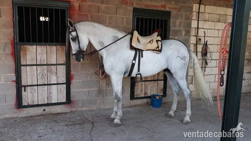 Caballo Pura  Raza Española  in 