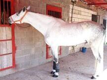 Caballo Pura Raza Española