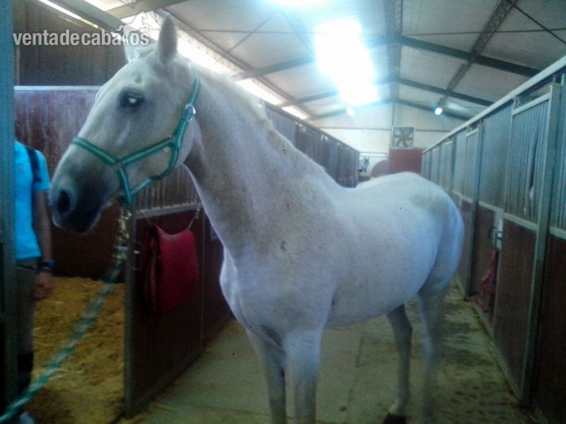 Hispano-Arabe